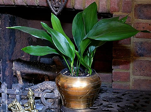 Aspidistra: A low-light gem to enhance
the aesthetics
