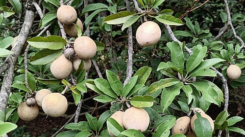 Sapota plantations in a farmland in Nilakottai taluk in Dindigul