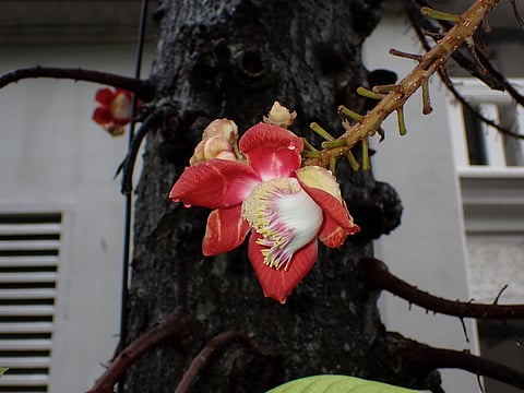 Canonball tree's flower