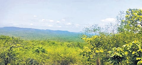 Tourists arriving at Srisailam are being greeted by cool breezes and breathtaking views of misty hills, gushing waterfalls, and dense forest cover.