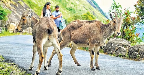 Nilgiri Tahrs that strayed into the walkway inside the Eravikulam National Park in Idukki