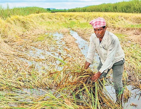 Increased MSP for Kharif crops