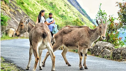 Nilgiri tahr that strayed into the walkway inside the eravikulam national Park in Idukki