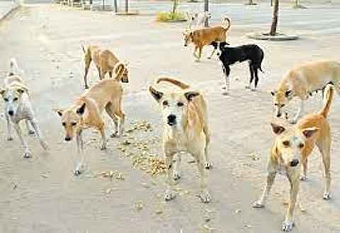 The municipality, catering to a population of 86,000 people spread across 33 wards, conducted a dog census, which revealed that the municipality had 1,650 dogs in total.