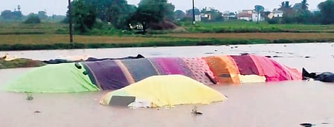 Farmers of Ananthapally village in Boinapally mandal show paddy that has germinated while they wait for it to be procured