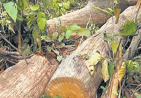 In order to maintain green cover for ensuring ecological balance and to regulate the felling and replanting of trees.