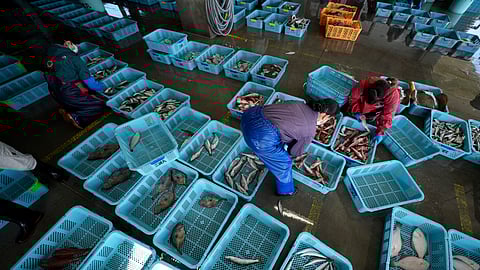 Local workers arrange the inshore fish during a morning auction at Hisanohama Port, on Oct. 19, 2023 in Iwaki, northeastern Japan.
