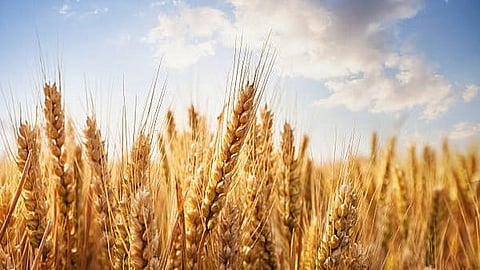 Image of wheat crops used for representational purposes only.