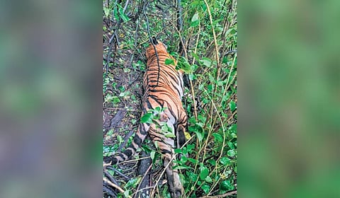 Forest officials found the carcass near the waterfalls in Mudumalai Tiger Reserve on Thursday