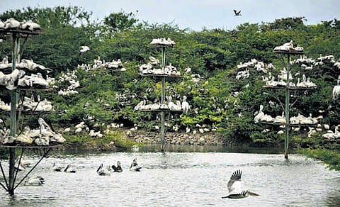 Uppalapadu Bird Sanctuary in Guntur hosts over 25 species of birds during migratory season.