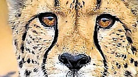 Cheetahs may find new home in Bundelkhand