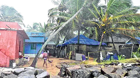 Trees swaying in heavy wind near Veli coast in Thiruvananthapuram.