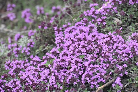 Nestled high in the majestic Himalayas, the Valley of Flowers National Park in Uttarakhand, India, stands as a breathtaking testament to nature's artistry.