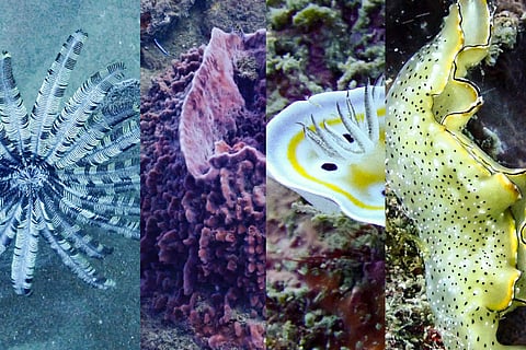 A glimpse of the vibrant colours and extraordinary creatures that Chennai's seas hide
