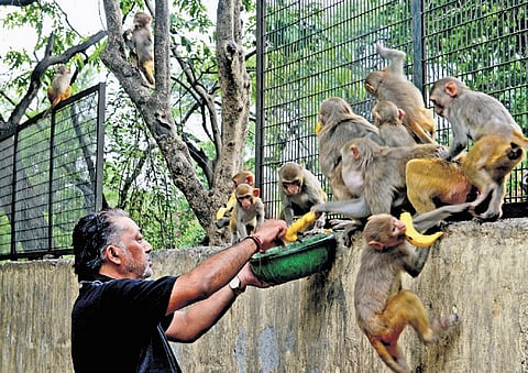 Suvash Ahuja feeding monkeys near Civil Lines on Monday.