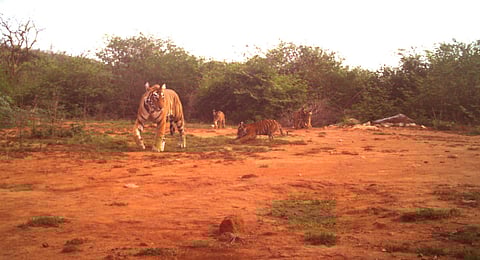 Tigers at the Sariska reserve (File photo)