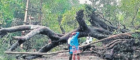 Under the Railway Act, authorities are authorised to seek compensation from tree owners if their trees cause damage to railway property. (Representative Image)