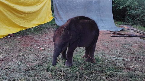 A ten-month-old calf elephant at Sirumugai forest.