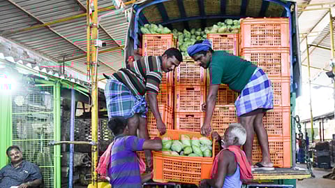 Workers unload a new load of mangoes at a market in Tiruchy.