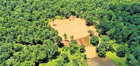 Greener side of Bastar as forest cover increases