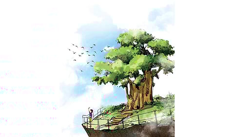 The study samples were collected from open, scrub and degraded forest patches where plantation works are to be taken up to increase the forest cover.