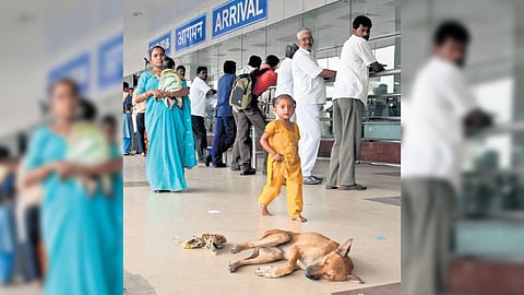 Nearly 25 dogs found near the airport have been sterilised.