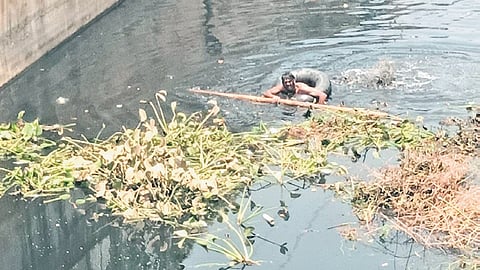 A man cleaning the weeds in MSWC-I with the help of a bamboo stick without any basic safety kit near Kalyan Nagar in Cuttack on Thursday.