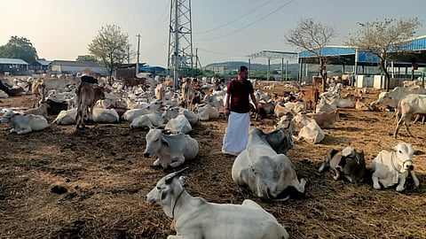 Cattle are resting outside the Sri Raja Rajeshwara Swamy temple cattle sheds due to lack of space at Tippapur, Vemulawada in Rajanna-Sircilla district on Thursday.