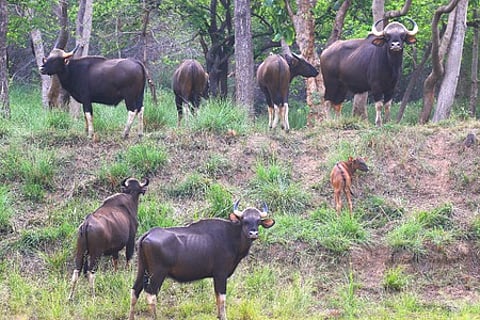 A herd of Indian Bison in Debrigarh Wildlife Sanctuary