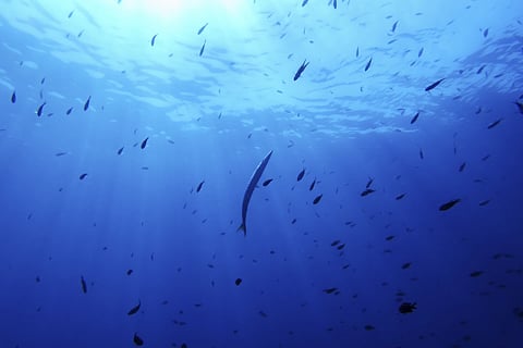 A barracuda, center, swims in the protected area of France's Porquerolles National Park ahead of the UN Ocean Conference on Friday, June 6, 2025.