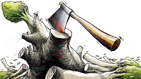 In accordance with the Karnataka Tree Preservation Act, 1976, the forest department has issued a public notice, dated May 31, 2025, giving citizens ten days to file objections regarding the proposed tree felling.