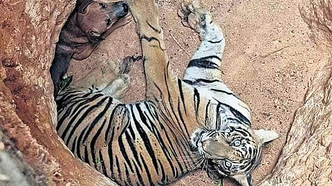 The tiger and the pet dog after falling into the pit at Kadukka City, Kattappana