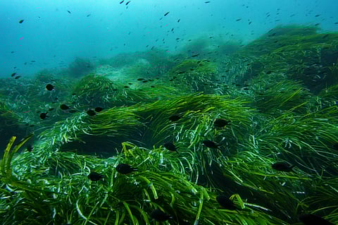 Fish swim in the protected area of France's Port-Cros National Park ahead of the U.N. Ocean Conference,
