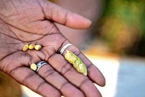 The variety, ICPV 25444, is the first of its kind that can withstand high temperatures of up to 45°C and matures in just 125 days.