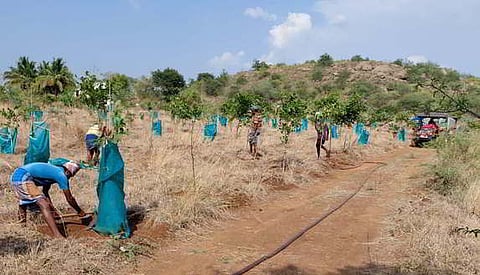 Tamil Nadu forest department has successfully restored 100 hectares of degraded forest land in the Palayam Pudhur in Thoppur reserve forest.