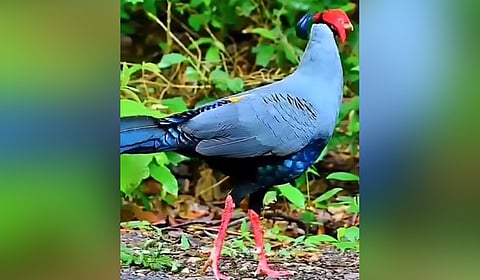 The Siamese Fireback, Thailand's national bird spotted in the forest area of Uttarakhand's Ranikhet