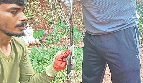 A one-foot-long kitchen knife being removed from a cobra by snake rescuer Pavan Naik at Kumta in Uttara Kannada