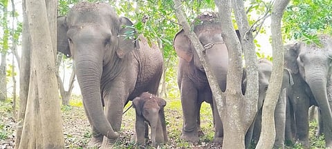 Wild elephant delivers calf beside rly track