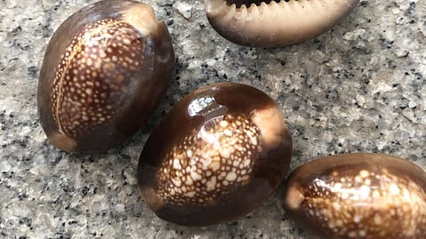 Shells and the various games we played