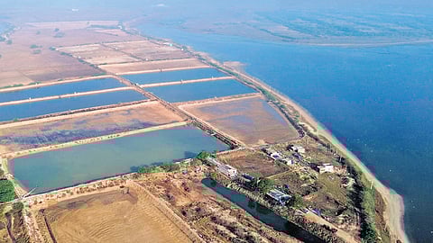 Vast tracts of aquaculture farms are next to the Pulicat lake in the Tiruvallur district.