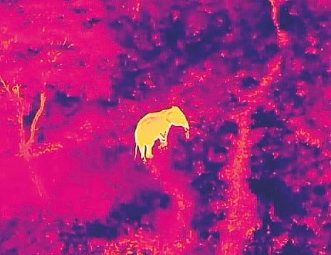 The thermal drone cameras can generate sounds such as the roar of a tiger and the buzz of bees, among others