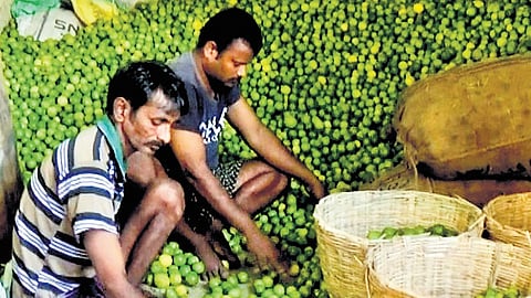 Lemon crop is cultivated in over 17,000 hectares