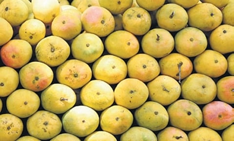Karnataka grows mangoes in 1.39 lakh hectares and produces an average of 11 lakh tonnes during a normal year.