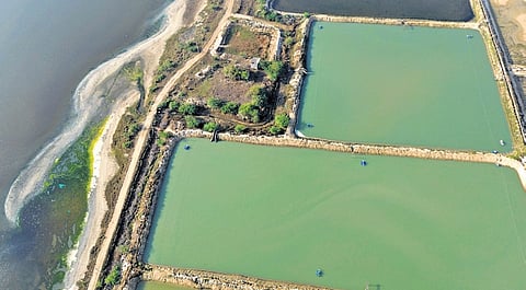An aerial view of aquaculture farms next to the Pulicat lake in Tiruvallur