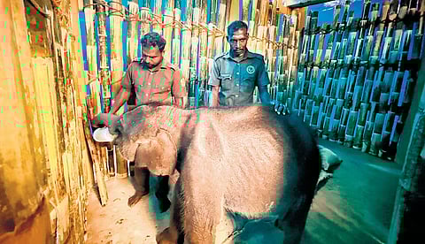 The elephant calf has been brought to the camp at Kozhikamuthi on Friday