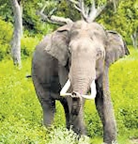 Guwahati Diary | Solar fence to mitigate human-elephant conflict