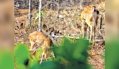 The report noted the high density of Spotted Deer (Chital) inside and outside tiger reserves. Chital density is the highest in the Bandipur, Mudumalai, Sathyamangalam cluster and its surrounding areas.
