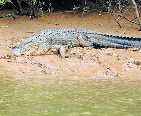 Notably, 11 people have been killed in crocodile attacks in villages around Bhitarkanika in the last 22 months.
