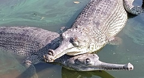 From near extinction in the 1970s, focused efforts through breeding, habitat restoration, and community involvement have revived crocodile populations in the protected areas of Bhitarkanika and Satkosia in Odisha.