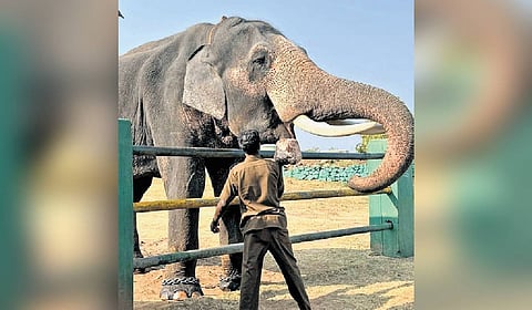 A mahout and an elephant image used for representative purpise.